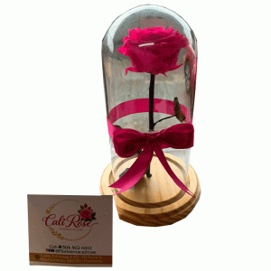 Rosa-Preservada-Fucsia-en-Cali..