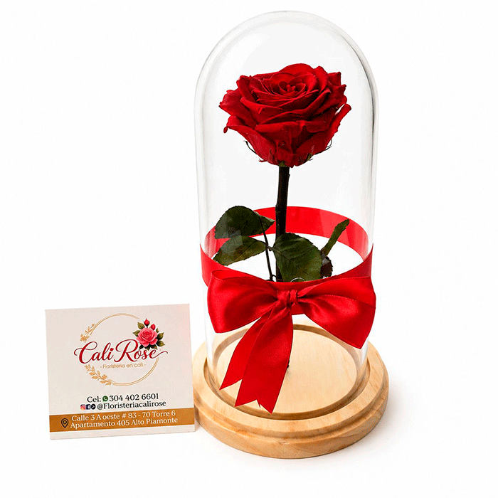 Rosa-Roja-Preservada-en-Cali